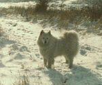 snowy-in-snow.jpg