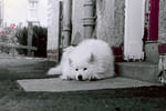 snowy0004.jpg