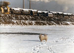 snowy0007_smaller.jpg