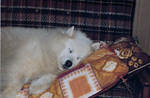 snowy0009.jpg