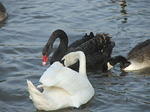 DSCF7146.JPG